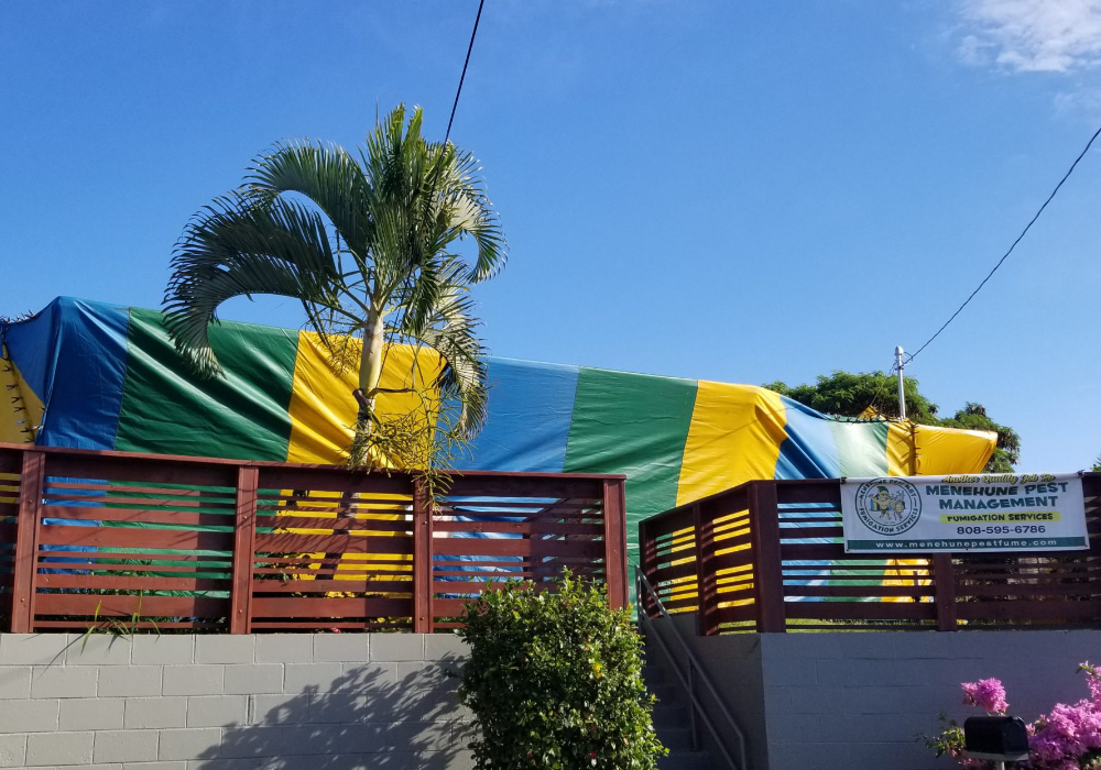 Gallery Menehune Pest Locally Owned & Family Operated Since 2013