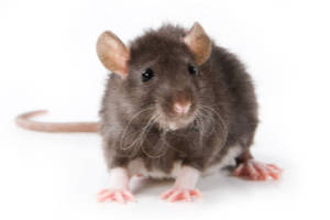 rodent control from menehune pest management hi