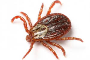 fleas ticks from menehune pest management hi