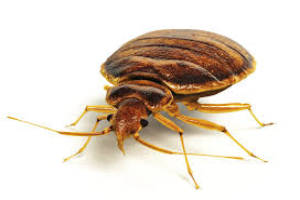 bed bugs from menehune pest management hi