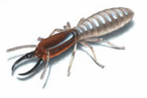 ground termite control from menehune pest management hi